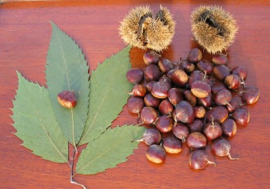 The American Chestnut's distinctive features, from a mature tree. Picture credit: American Chestnut Foundation