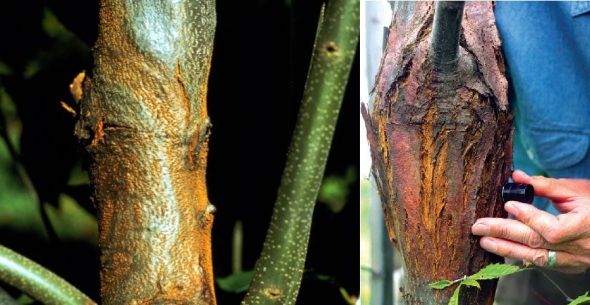 Different stages of blight disease in American Chestnut (Taken from Anagnostakis 1982 and Powell 2014).